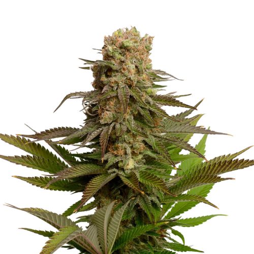 Amsterdam Genetics – Kosher Choco Kush (5 seeds pack)